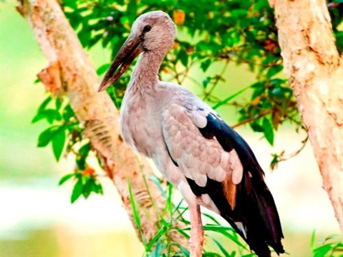 鹬种。（图片来源：越通社）