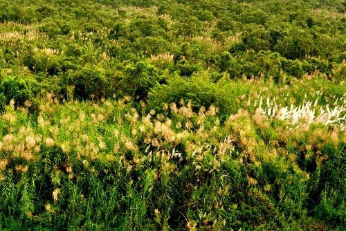  荣获幽明上国家公园位于越南南部坚江省。（图片来源：越通社）