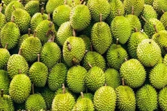 越南90%以上的榴莲产量在中国市场消费。图自Vietnam+