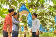 嘉莱省安富坊兴山高科技农业股份公司的标准化香蕉种植园。图自越通社
