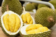 资料图。图自《政府报》