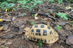 珍稀黄山龟已被列入越南政府2021年第84/2021/NĐ-CP号议定IIB类濒危珍稀物种名录。图自越通社