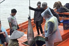 资料图。图自越通社