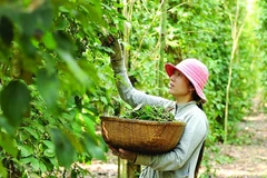 农民收获胡椒。图自《越南人民报》