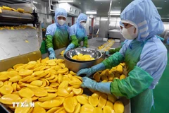 资料图：出口农产品的加工活动。图自越通社