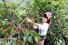 山罗省农民采收咖啡果。图自越通社