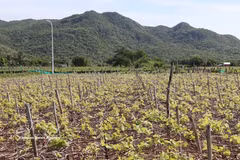 庆和省南部的一些地区正在扩大葡萄大规模种植面积。图自越通社