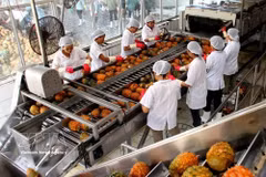 宁平省同交出口食品股份公司的出口菠萝加工活动。图自越通社