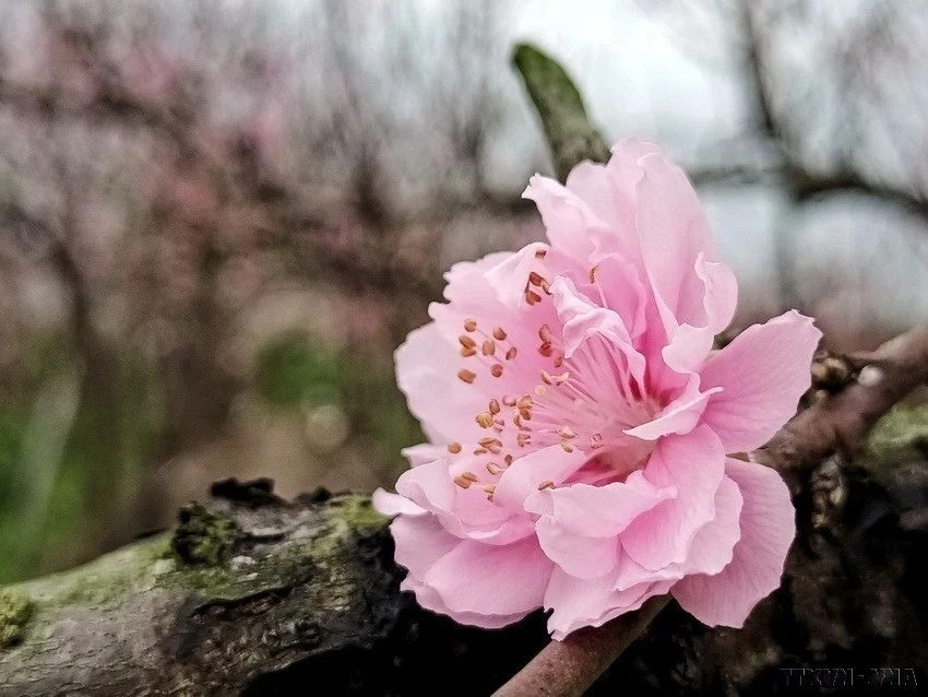 桃花的花瓣较大，每朵花上有许多花瓣。图自 越通社