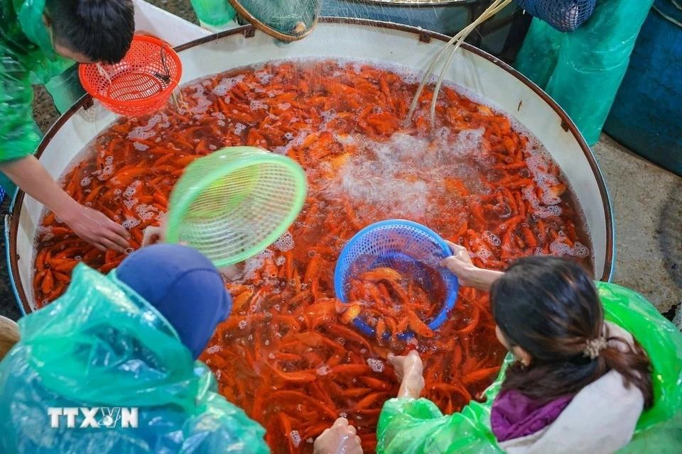 1月21日晚，许多小商贩聚集在安楚鱼市收购鲤鱼。图自 越通社