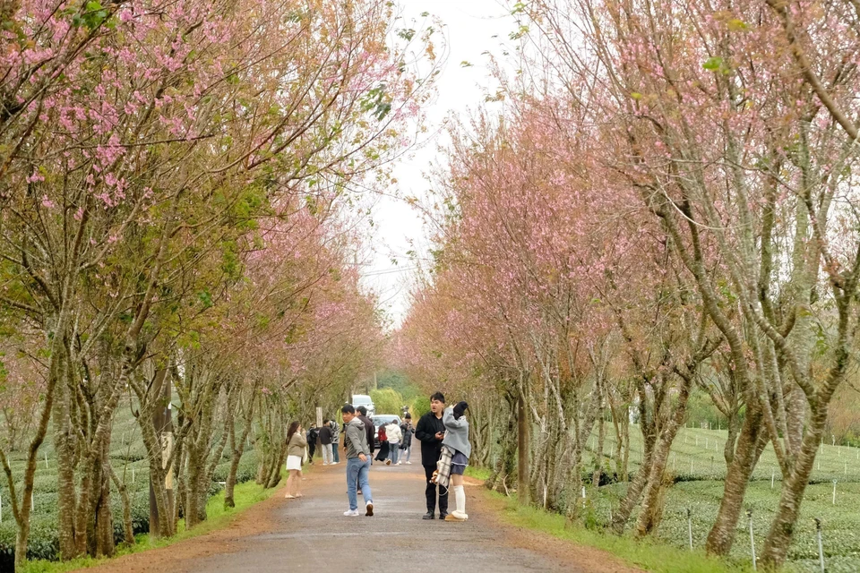 在大叻市宣春乡的街道两旁，盛开的樱桃花吸引了大量游客前来观赏和拍照。图自 越通社