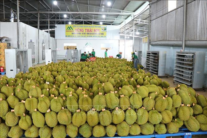 今年前4月,泰国从越南榴莲进口额达2250万美元。图自越通社 sau-reing-090524.jpg