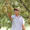 2026年上半年，越南榴莲出口额达近11亿美元，同比增长32%。图自越通社