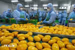 越南果蔬出口额力争今年实现80亿美元的目标。图自越通社