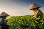 欣赏太原最美的茶山。图自VOV