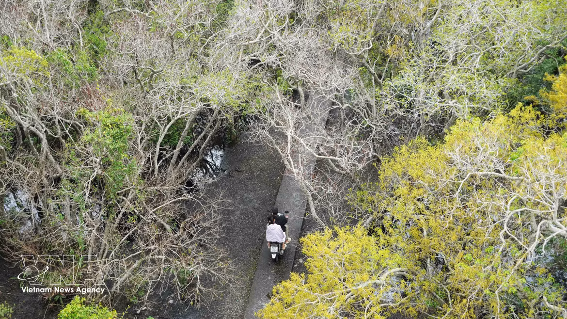 顺化茹茶原始红树林入秋：金黄花开满林 诗意宁静醉游人