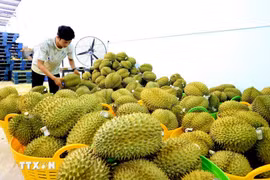 越南榴莲。图自越通社