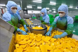 林同省安江果蔬股份公司芒果加工出口。图自越通社