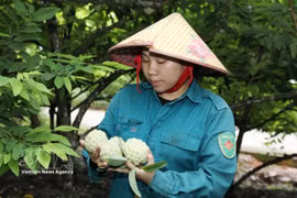宁平省番荔枝。图自越通社