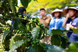 附图 图自越通社