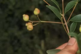 宁顺省发现的一种新植物。图自baomoi.com