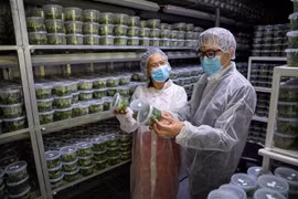 参观以色列农业科技企业的植物种子生产实验室。图自越通社