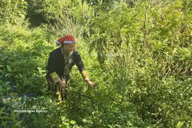 瑶族同胞采摘草药。图自越通社