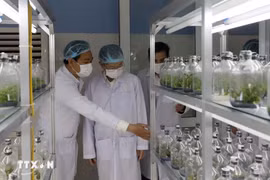 岘港市生物技术中心的实验室。图自越通社