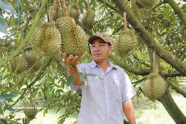 2026年上半年，越南榴莲出口额达近11亿美元，同比增长32%。图自越通社