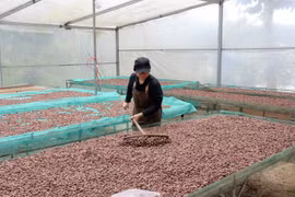 梁氏缘进行可可豆初加工。图自越通社