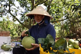 附图。图自越通社