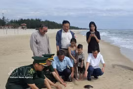 这三只海龟在职能力量、当地民众及游客的共同见证下，被成功放归大自然。图自越通社