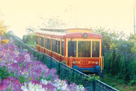 春游赏花