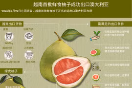 越南首批鲜食柚子成功出口澳大利亚