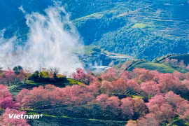 沙坝坊乌贵胡 区域的樱花已陆续盛放，在薄雾中若隐若现。图自 越通社《Vietnam+》
