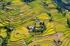 蒙族同胞欢庆“左棱金色——高山稻香”文化节