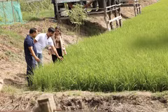 农民们在田间地头互相学习生产经验。图自越通社