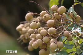 富寿省日山乡山水荔枝。图自越通社