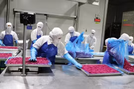 科技助力越南农产品提升竞争力