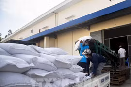 越南国家储备总局在2025乙巳春节和青黄不接时向群众提供5500吨大米。图自越通社