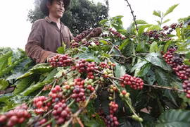 附图 图自越通社