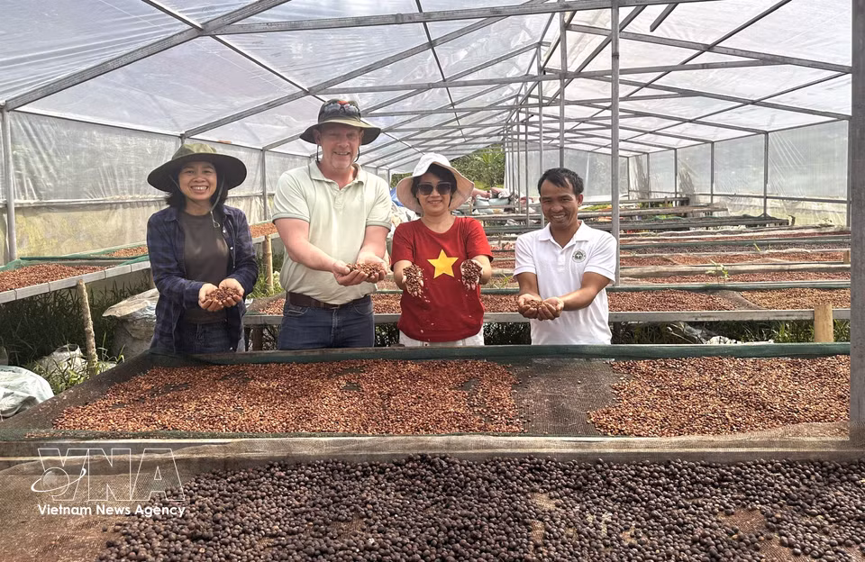 溪生阿拉比卡咖啡只有在果实成熟度达到95%以上时才采摘。从初加工、晾晒到储存，各环节均实行严格质量控制，确保了溪生咖啡独特的品质与价值。图自越通社