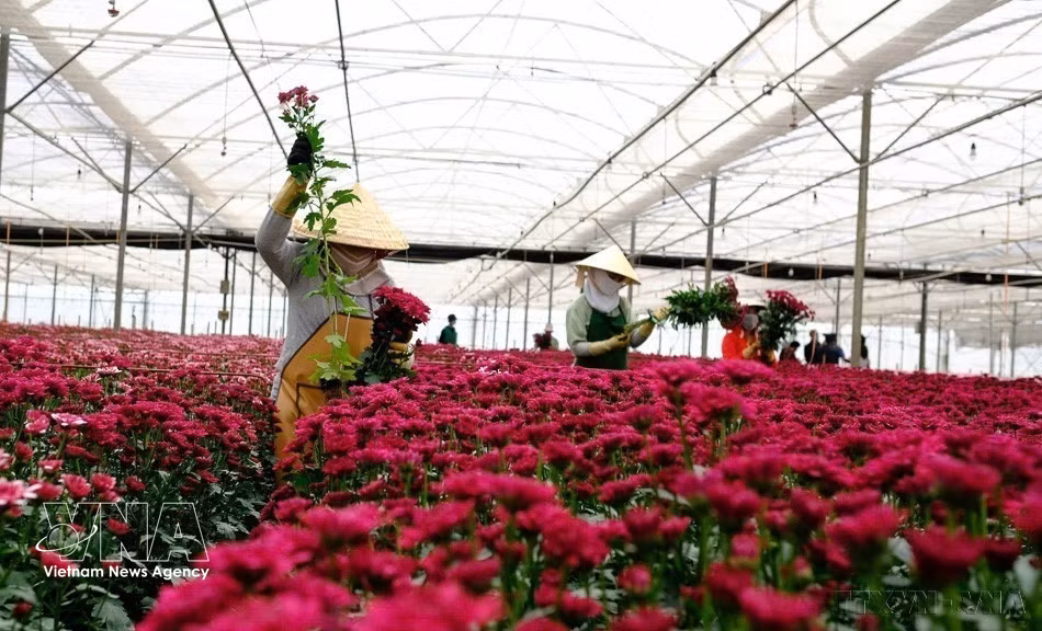 鲜花是林同省向丹麦、日本、澳大利亚等市场出口的主要产品之一。图自越通社