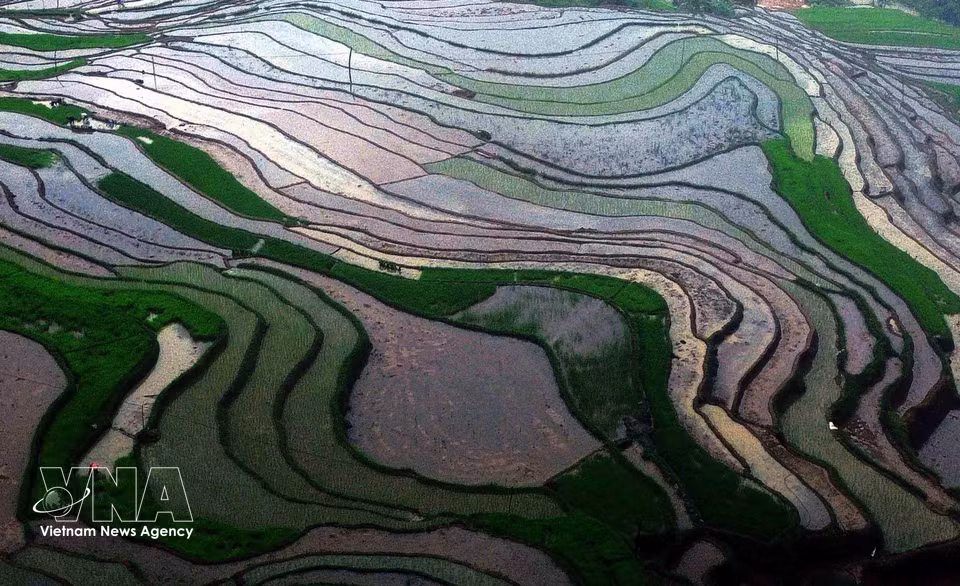 山罗省芒罗乡目前共有约360公顷水稻种植面积。梯田是当地各民族群众独具特色的传统耕作方式。图自越通社