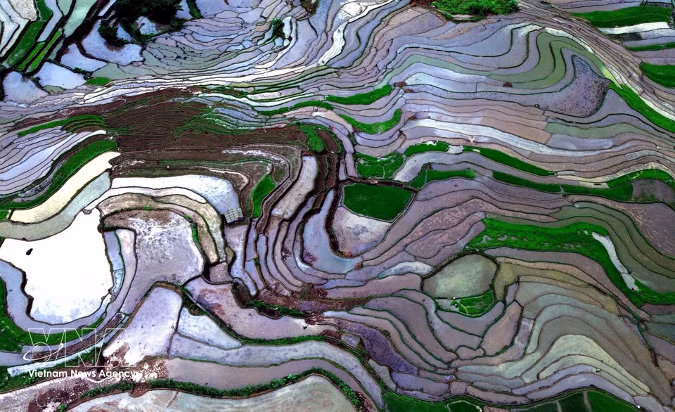 山罗省芒罗乡目前共有约360公顷水稻种植面积。梯田是当地各民族群众独具特色的传统耕作方式。图自越通社