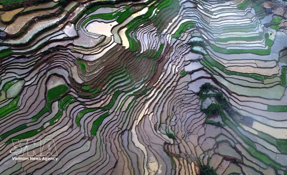 山罗省芒罗乡梯田迎来灌水季。图自越通社