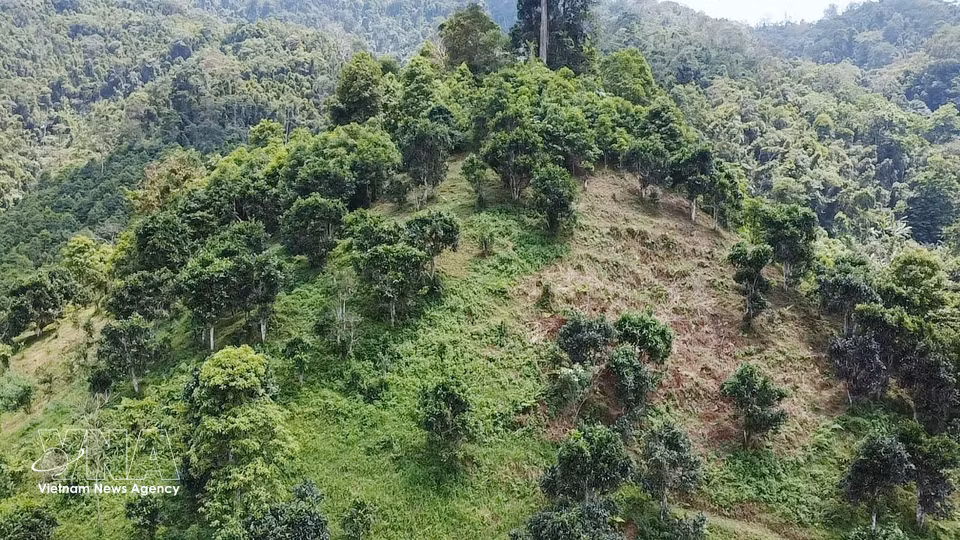 太原省同福乡树龄70至120年的古树雪山茶园。图自越通社