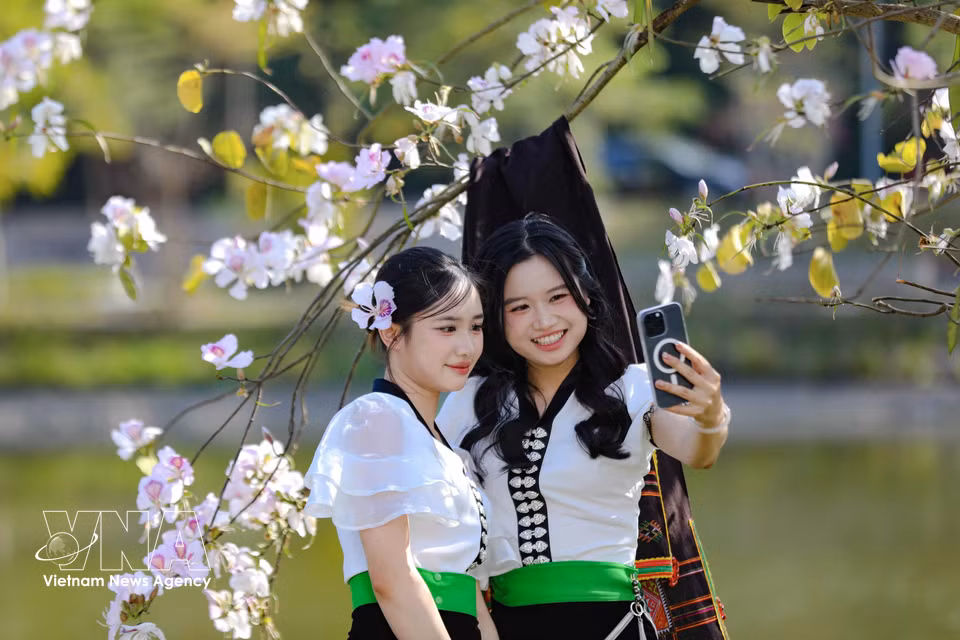 身着傣族传统服饰的少女在盛放的羊蹄甲树下合影留念。图自越通社