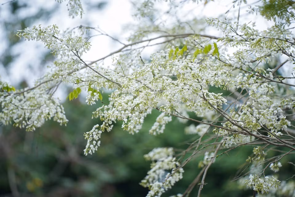 每逢三月到来，黄檀花争相竞放。在河内市多条街道上，可容易见到挤在枝头的白如雪的黄檀花，为城市增添了一份浪漫与诗意的气息。图自越通社