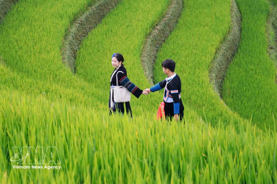 情侣们在蜿蜒起伏的梯田间拍下美丽照片，留下难忘瞬间。图自越通社